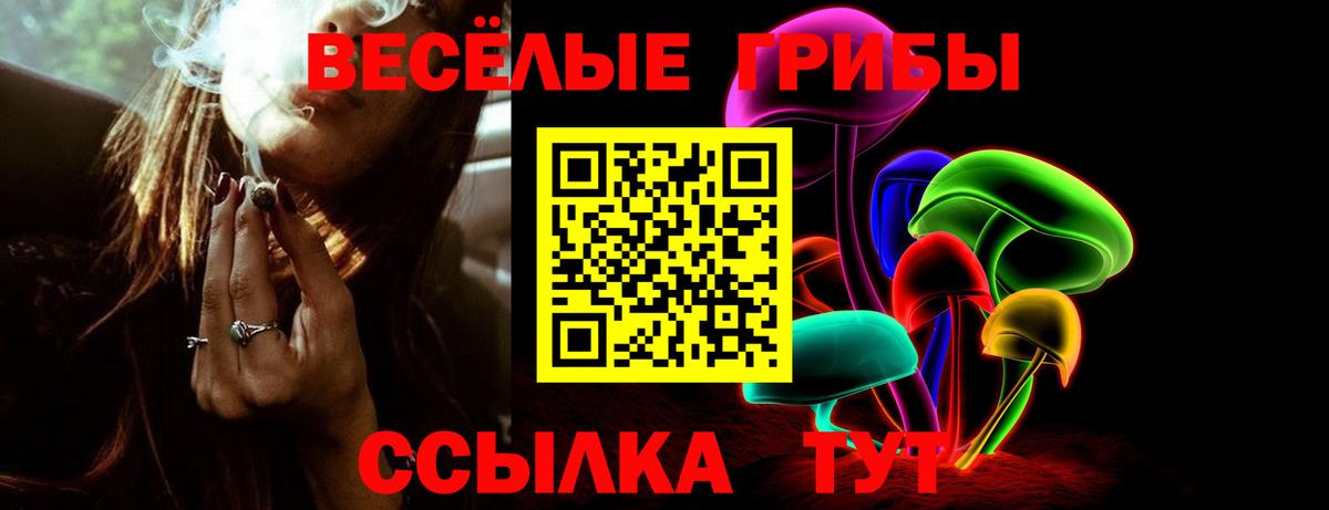 Галлюциногенные грибы Psilocybe Тихвин